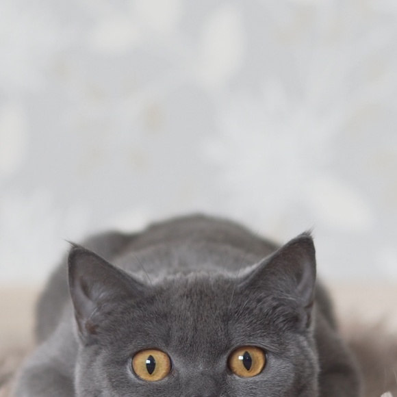 Here supporting women&small businesses 0 tolerance 4 bullies & will call you out - Picture 3 of 3